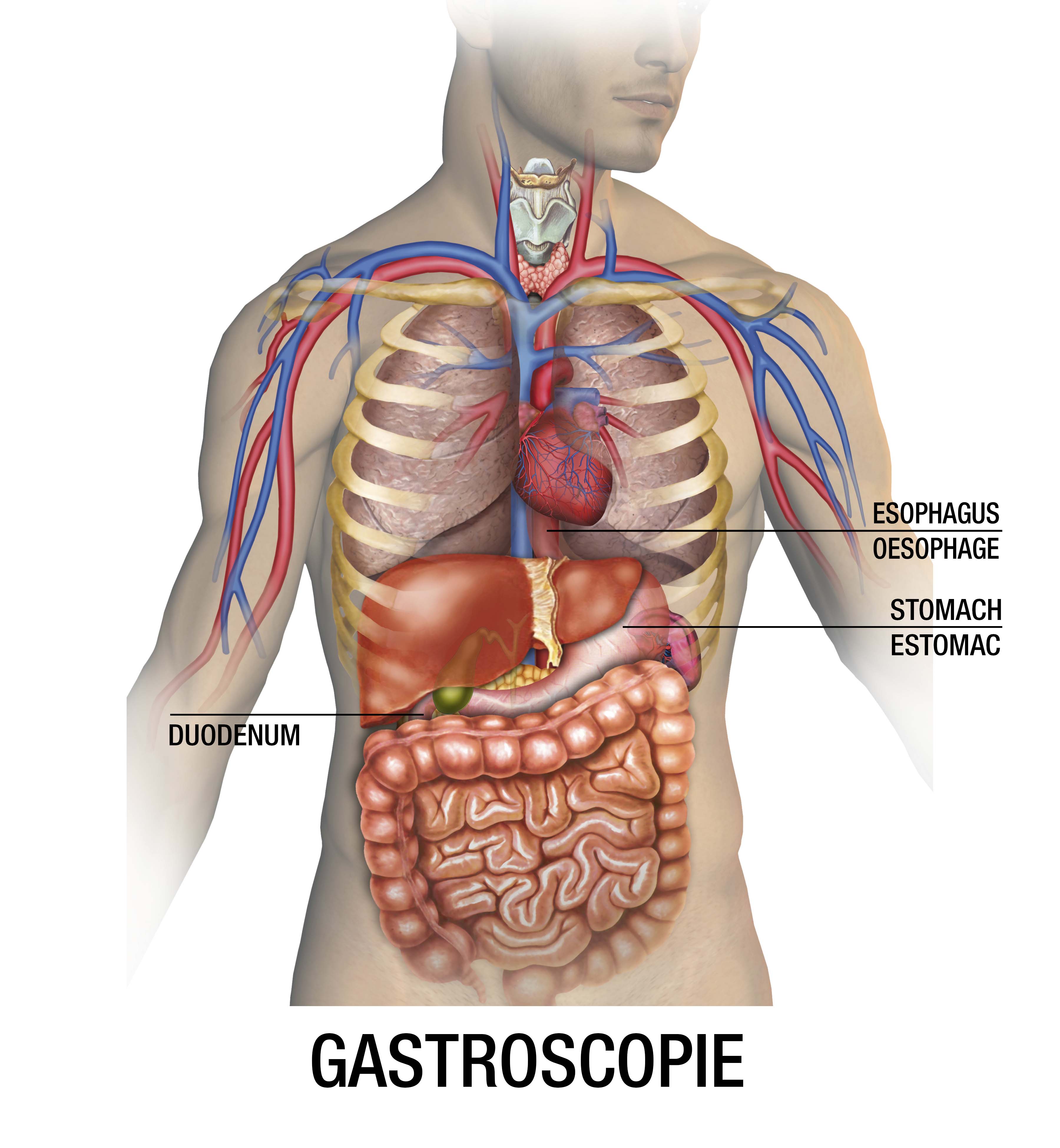 You are currently viewing Cancer de l’estomac : diagnostic et traitement
